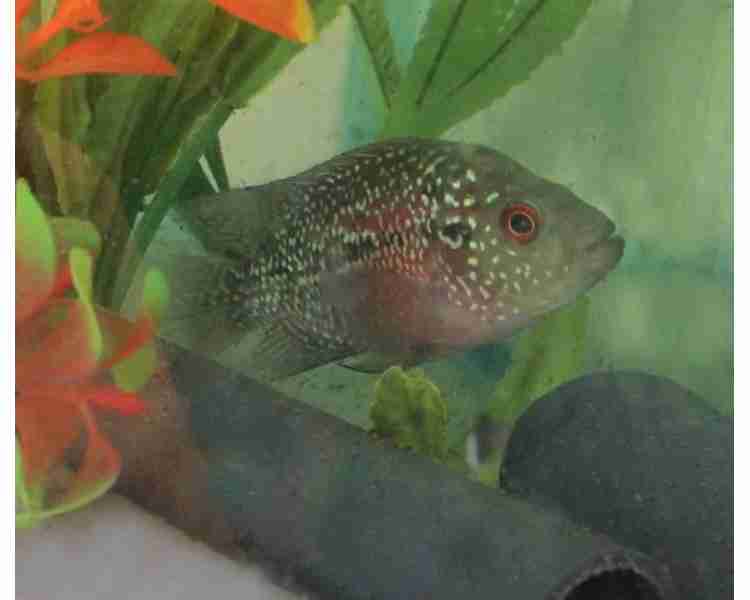Can Tetras Eat Betta Fish Food Can Tetras Eat Betta Fish Food